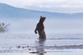 Brown bear scouting and sniffing for salmon hunt