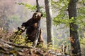 Brown bear scratching back on tree in summer forest.
