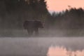 Brown bear scratching itself in the misty bog at sunset, red sky
