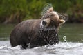 Brown bear shakes his head from time salmon fishing