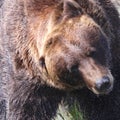 Brown bear shaking off water