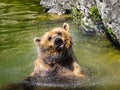 Brown Bear Shaking off Water