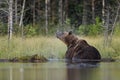 Brown bear shaking of a water at summer