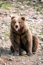 Brown bear shows his tongue Royalty Free Stock Photo