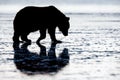 Brown Bear Silhouette, Lake Clark National Park, Alaska