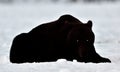 Brown Bear Silhouette. Silhouette of a bear lying at night