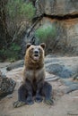 brown bear sits on the background of stones in forest