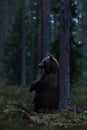 Brown bear sitting against a tree in the forest late in the evening. Bear sitting in the forest