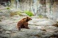 Brown Bear sitting near big stone