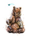 Brown bear sitting and playing with butterfly from a splash of watercolor