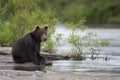 Brown bear is sitting on the river Bank