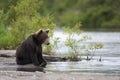 Brown bear is sitting on the river Bank