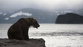 Brown bear is sitting on the shore of lake