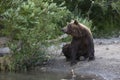 Brown bear is sitting at a stream