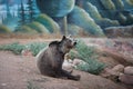 A brown bear sitting