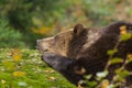 Brown Bear sleeping in the Bavarian forest on a rock.