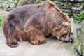 Sleeping brown bear at Riga Zoo, Latvia Royalty Free Stock Photo