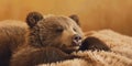 A brown bear is sleeping on a soft blanket Royalty Free Stock Photo