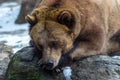 Brown bear sleeping on a stone basking in the sun Royalty Free Stock Photo