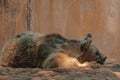 brown bear sleeps lying on the ground