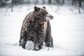 Brown bear in the snow blizzard in the winter forest. Snowfall. Royalty Free Stock Photo