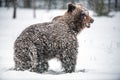 Brown bear in the snow blizzard in the winter forest. Snowfall. Royalty Free Stock Photo