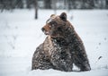 Brown bear in the snow blizzard in the winter forest. Snowfall Royalty Free Stock Photo