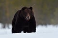 Brown bear on snow Royalty Free Stock Photo