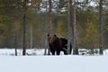 Brown bear on snowy scenery