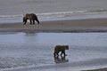 Brown Bear Sow digging