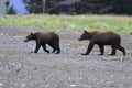 Brown Bear Sow digging