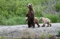Brown Bear Sow and Cubs Royalty Free Stock Photo