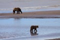 Brown Bear sow and her cub