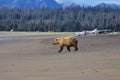 Brown Bear in Alaska Royalty Free Stock Photo