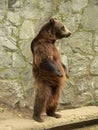 Brown bear standing Royalty Free Stock Photo