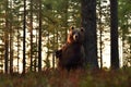 Brown bear standing against a tree. Royalty Free Stock Photo