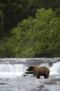 Brown bear standing in Brooks River