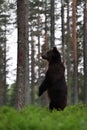 Brown bear standing in the forest late at night