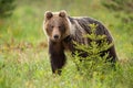 Brown bear standing in forest in summertume nature Royalty Free Stock Photo