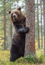 Brown bear standing on his hind legs in the autumn forest. Royalty Free Stock Photo
