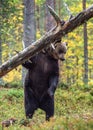 Brown bear standing on his hind legs in the autumn forest. Royalty Free Stock Photo