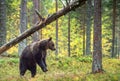 Brown bear standing on his hind legs in the autumn forest. Royalty Free Stock Photo