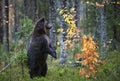 Brown bear standing on his hind legs in the autumn forest. Royalty Free Stock Photo