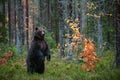 Brown bear standing on his hind legs in the autumn forest. Royalty Free Stock Photo