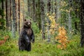 Brown bear standing on his hind legs in the autumn forest. Royalty Free Stock Photo