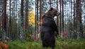 Brown bear standing on his hind legs. autumn forest. Royalty Free Stock Photo