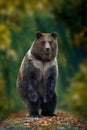 Brown bear standing on his hind legs in the autumn forest Royalty Free Stock Photo