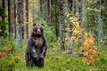 Brown bear standing on his hind legs in the autumn forest. Scientific name: Ursus arctos. Natural habitat Royalty Free Stock Photo