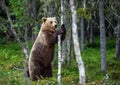 Brown bear standing on his hind legs. Royalty Free Stock Photo