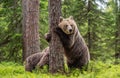 Brown bear standing on his hind legs. She-bear and cubs in the summer forest. Natural Habitat. Brown bear, scientific name: Ursus